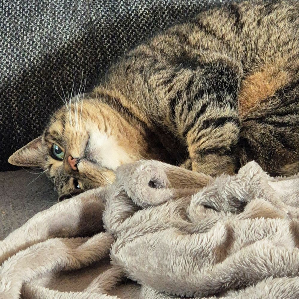 Das Bild zeigt die Katze eines unserer Kunden