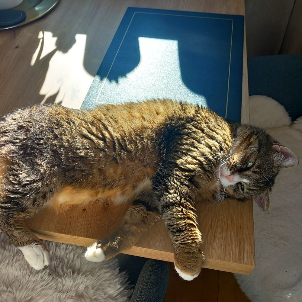 Das Bild zeigt die Katze eines unserer Kunden