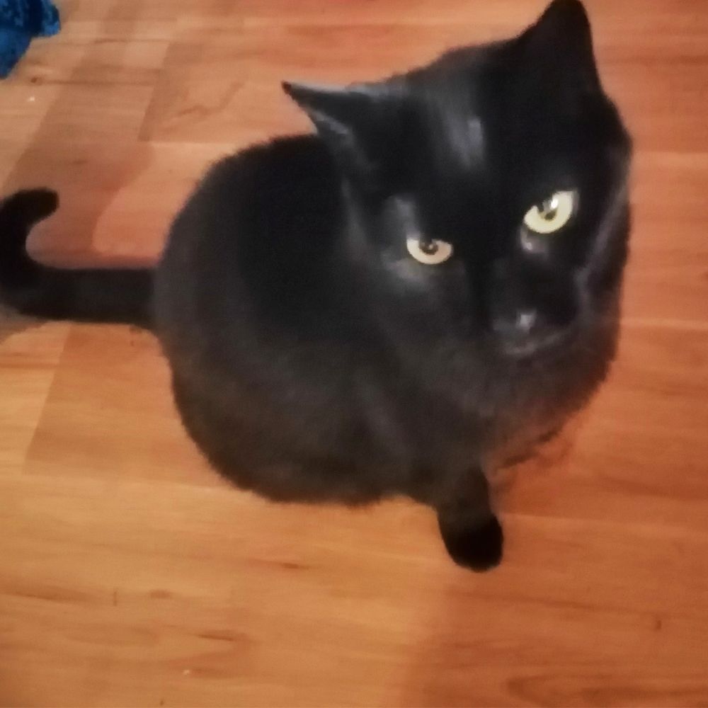 Das Bild zeigt die Katze eines unserer Kunden