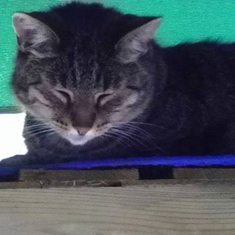 Das Bild zeigt die Katze eines unserer Kunden