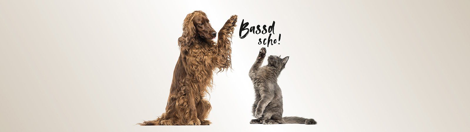 Das Bild zeigt zwei Hunde und den Text