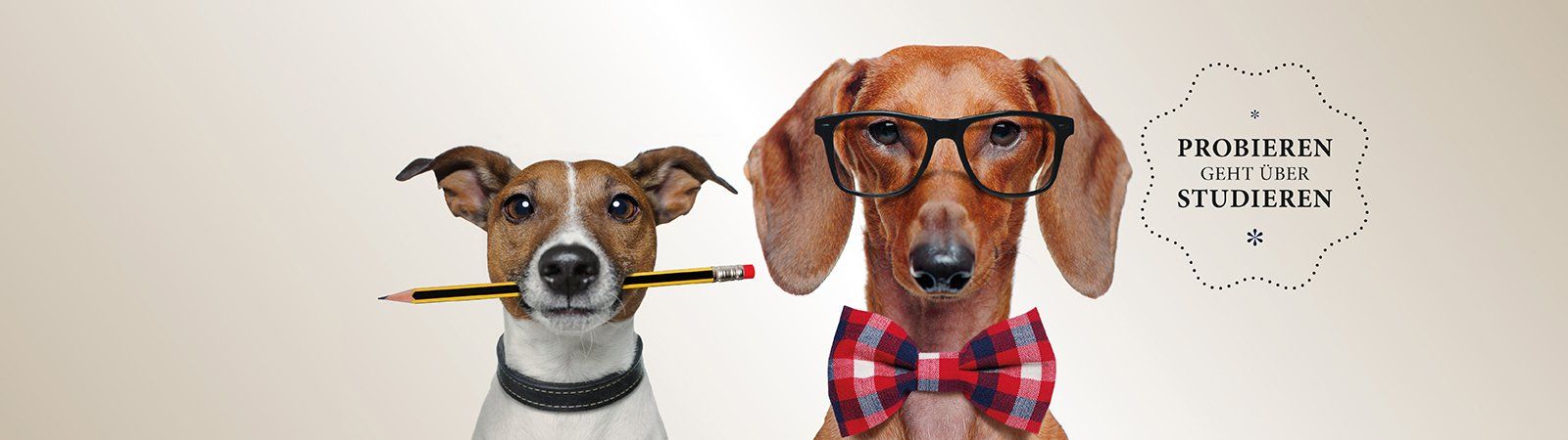 Das Bild zeigt zwei Hunde