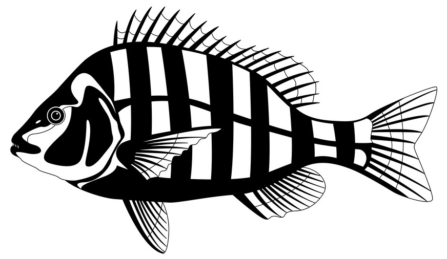 Sheepshead