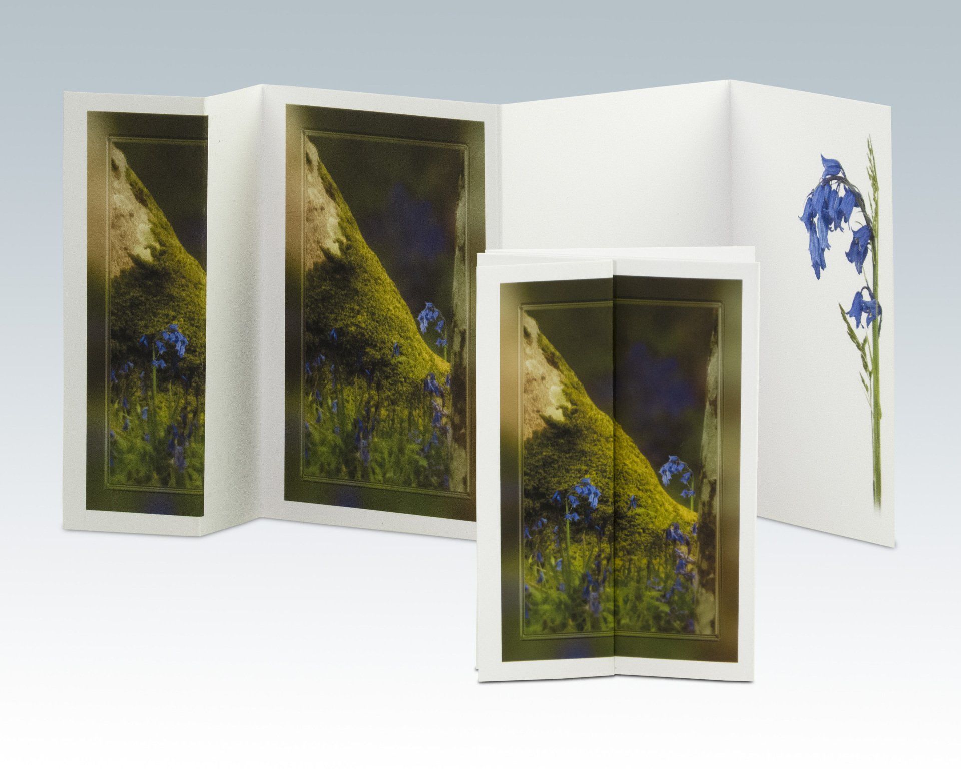 Composite Photograph by Julie Close The Wee Pixel