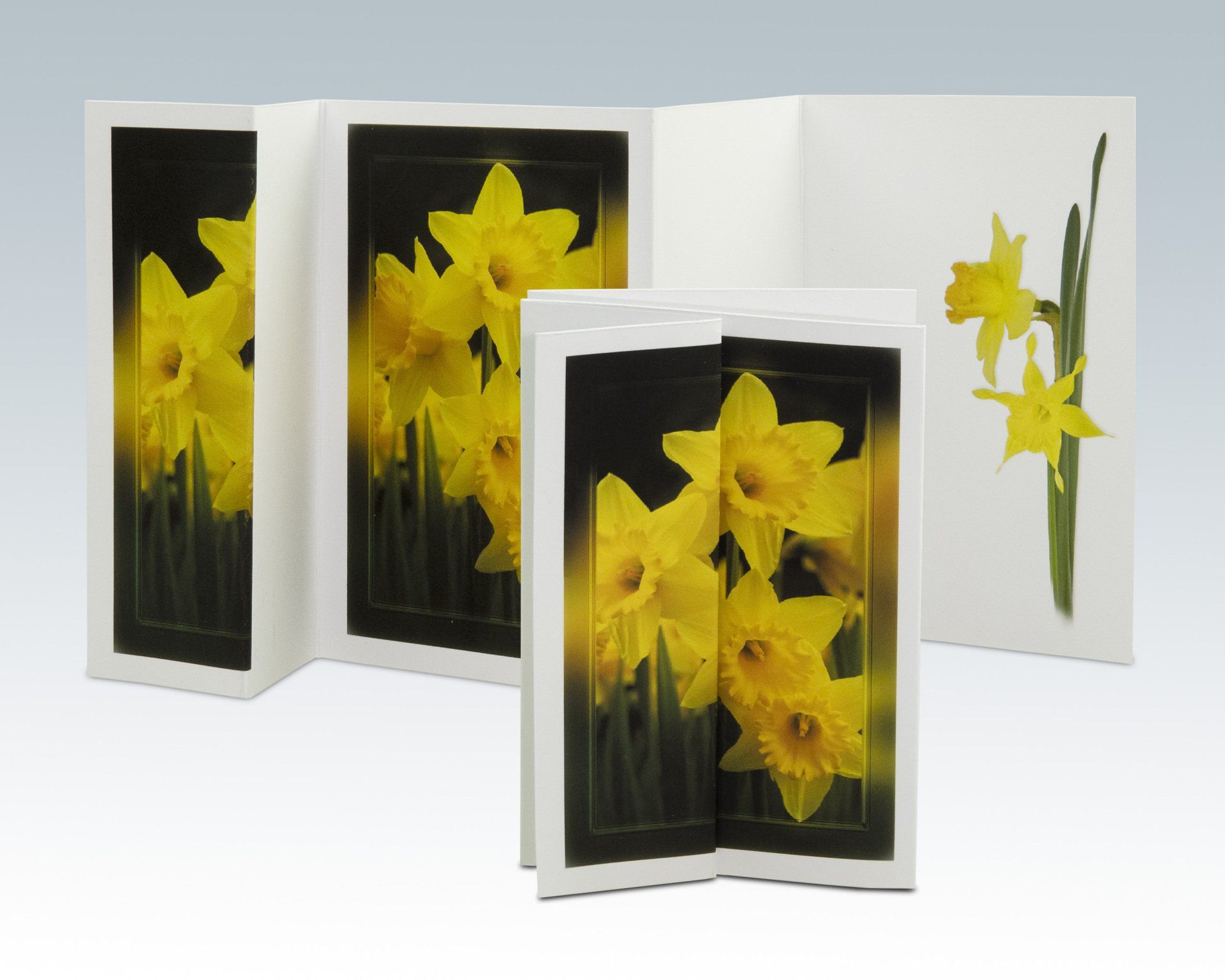 Composite Photograph by Julie Close The Wee Pixel