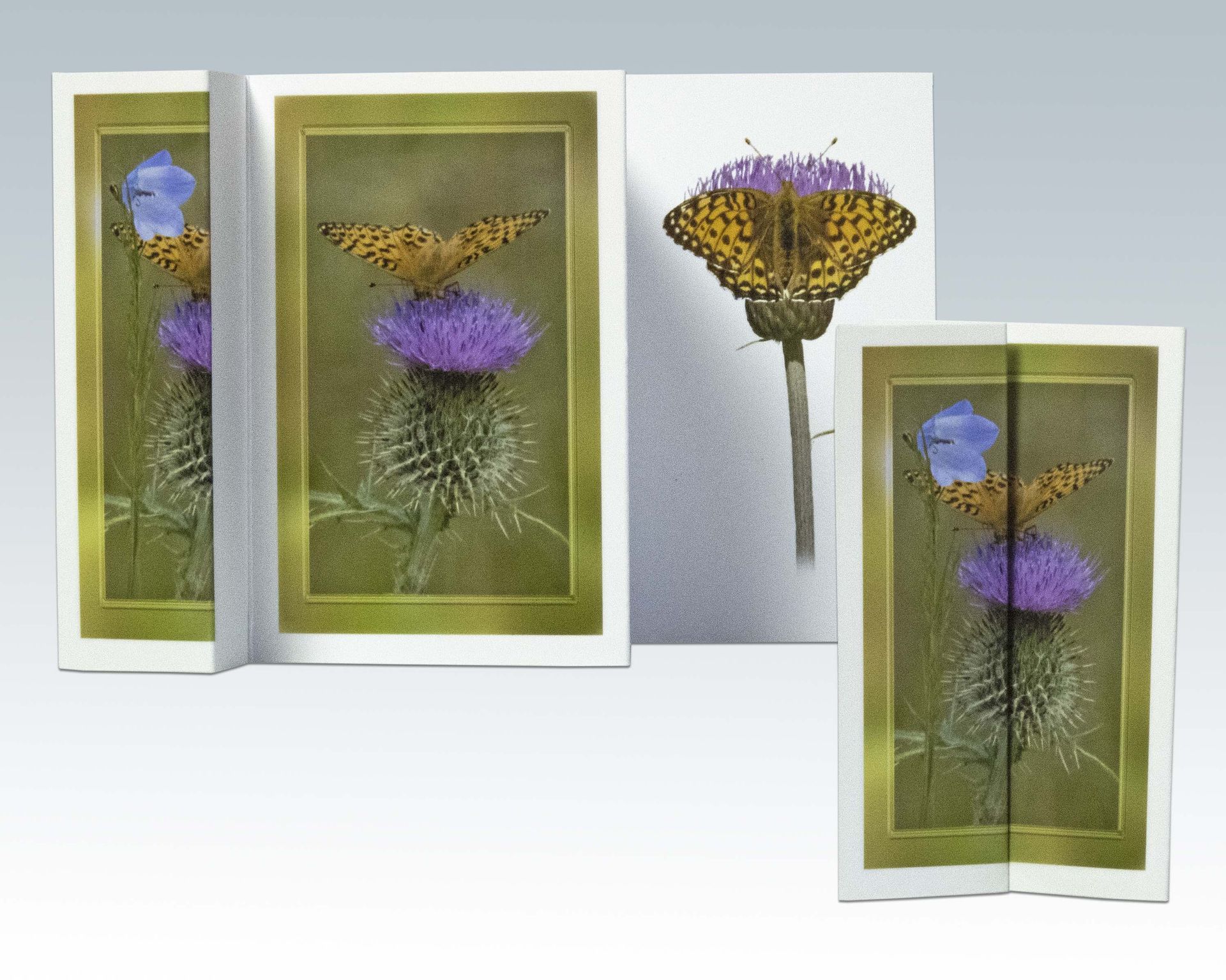 Composite Photograph by Julie Close The Wee Pixel