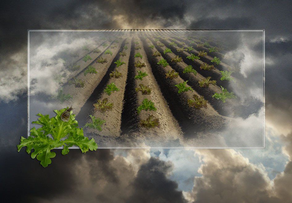 Composite Photograph by Julie Close The Wee Pixel