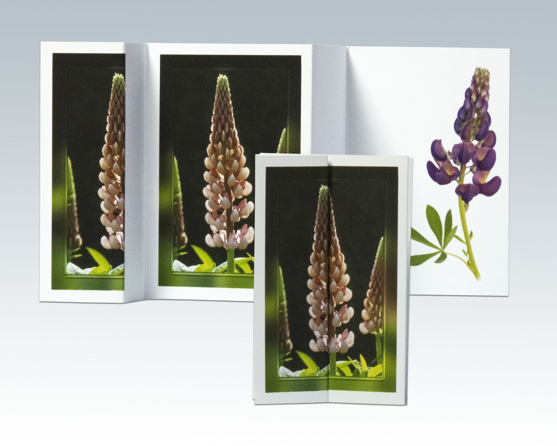 Composite Photograph by Julie Close The Wee Pixel