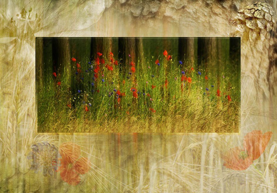 Composite Photograph by Julie Close The Wee Pixel