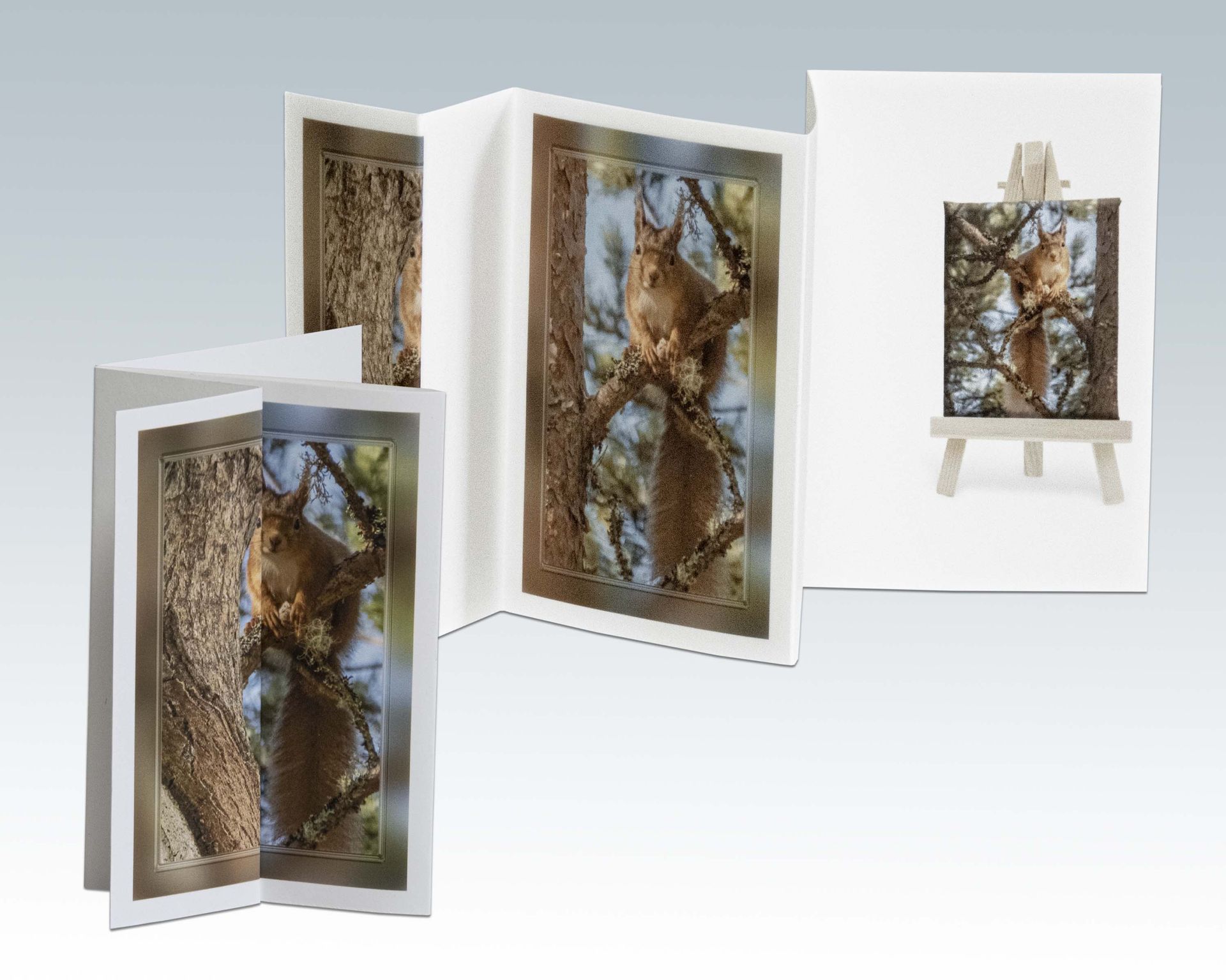 Composite Photograph by Julie Close The Wee Pixel