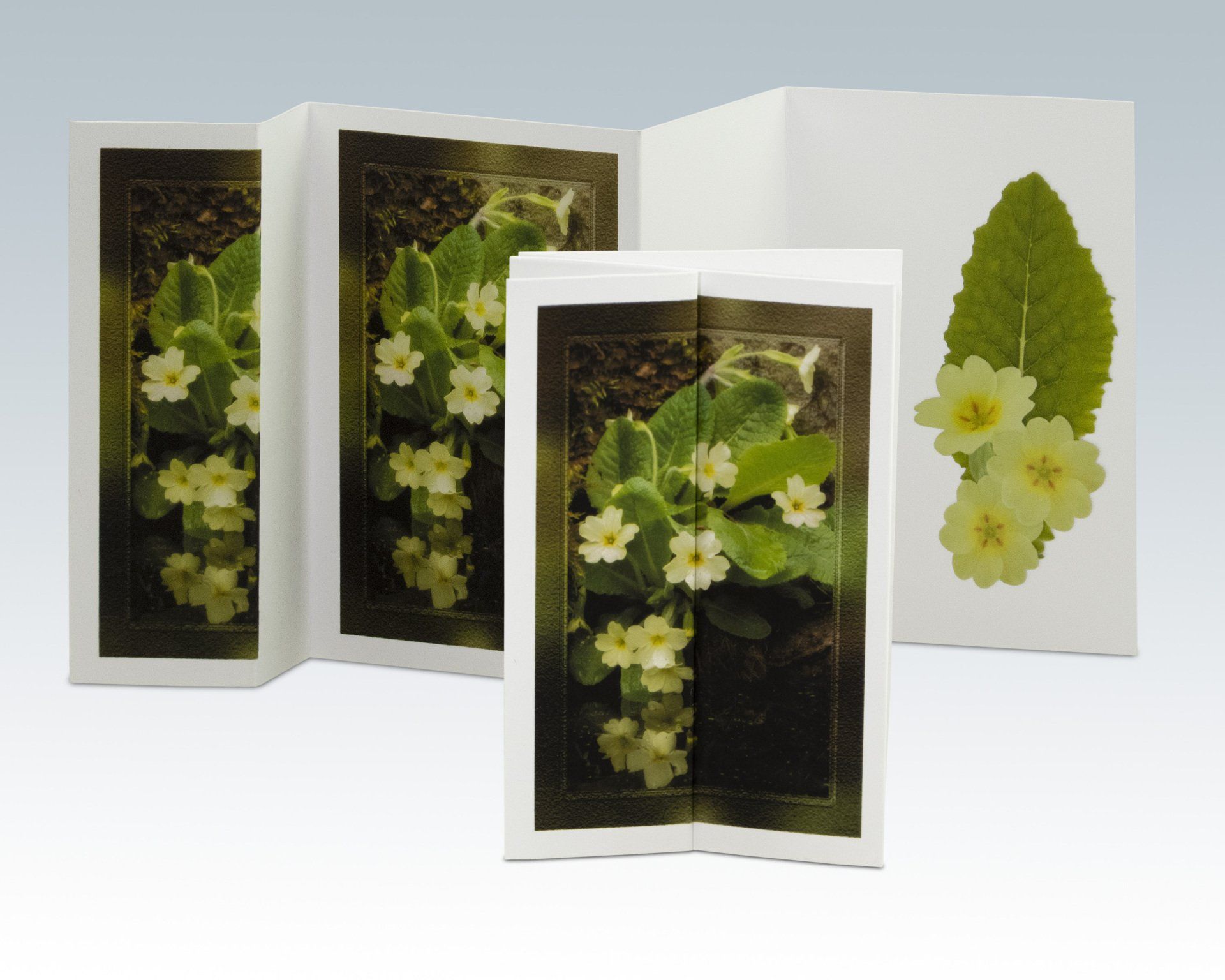 Composite Photograph by Julie Close The Wee Pixel