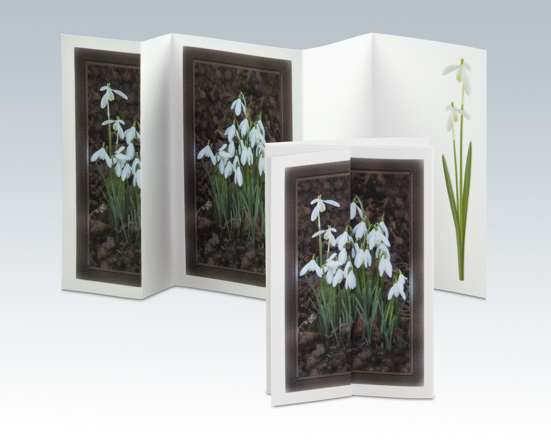 Composite Photograph by Julie Close The Wee Pixel