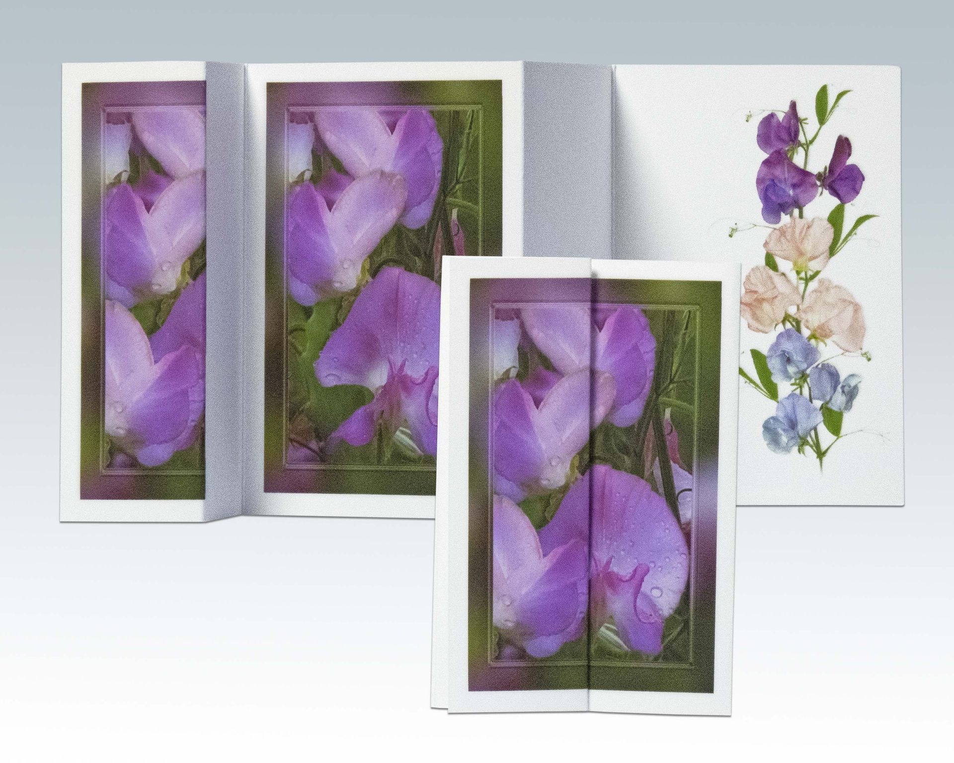 Composite Photograph by Julie Close The Wee Pixel