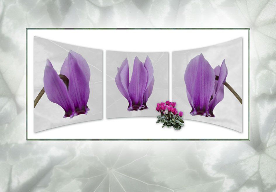 Composite Photograph by Julie Close The Wee Pixel