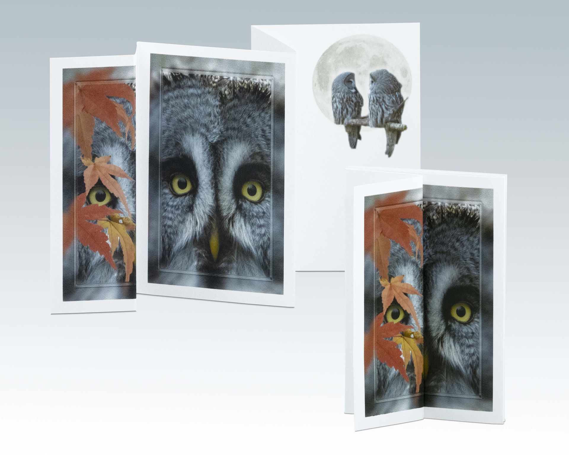 Composite Photograph by Julie Close The Wee Pixel