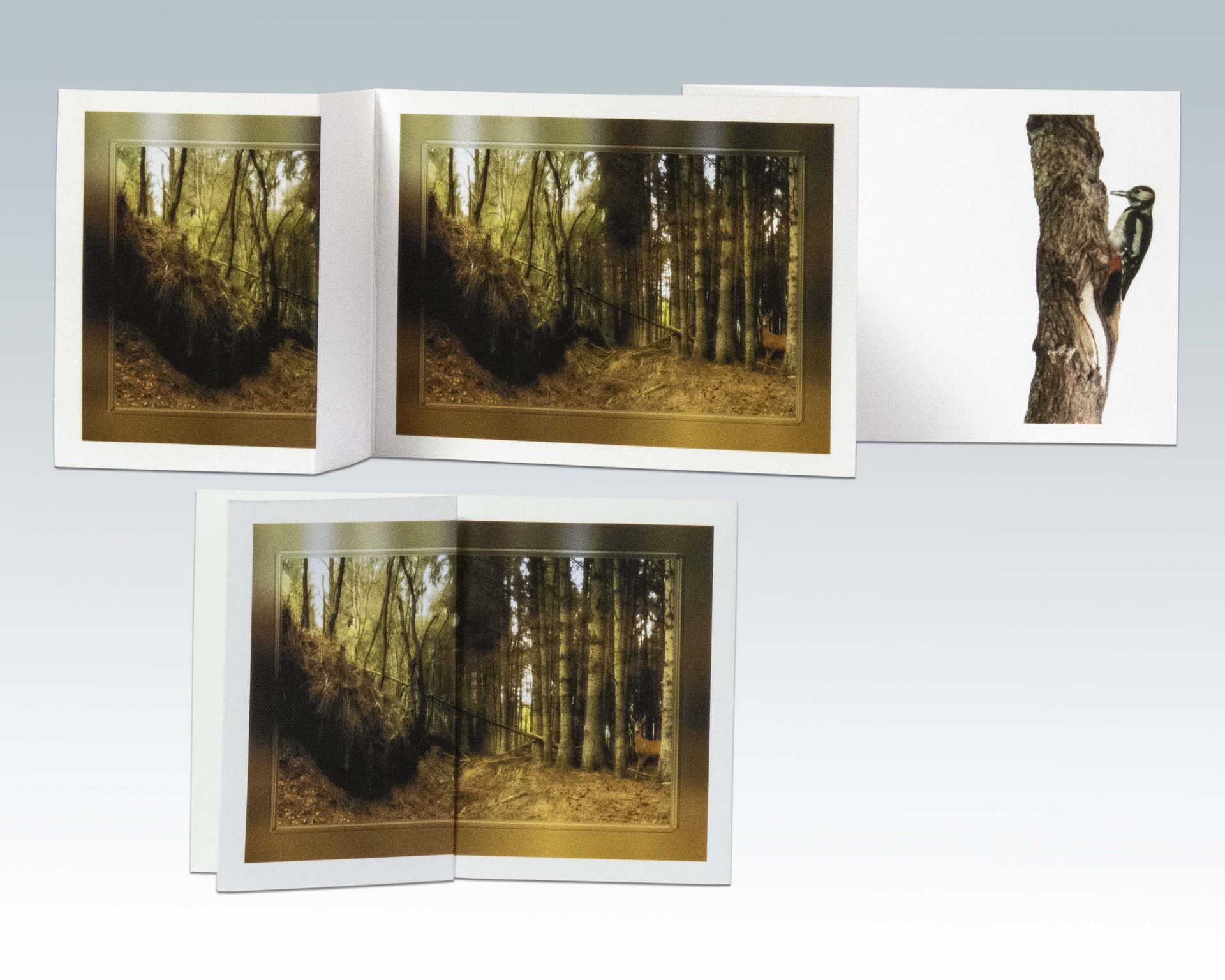 Composite Photograph by Julie Close The Wee Pixel