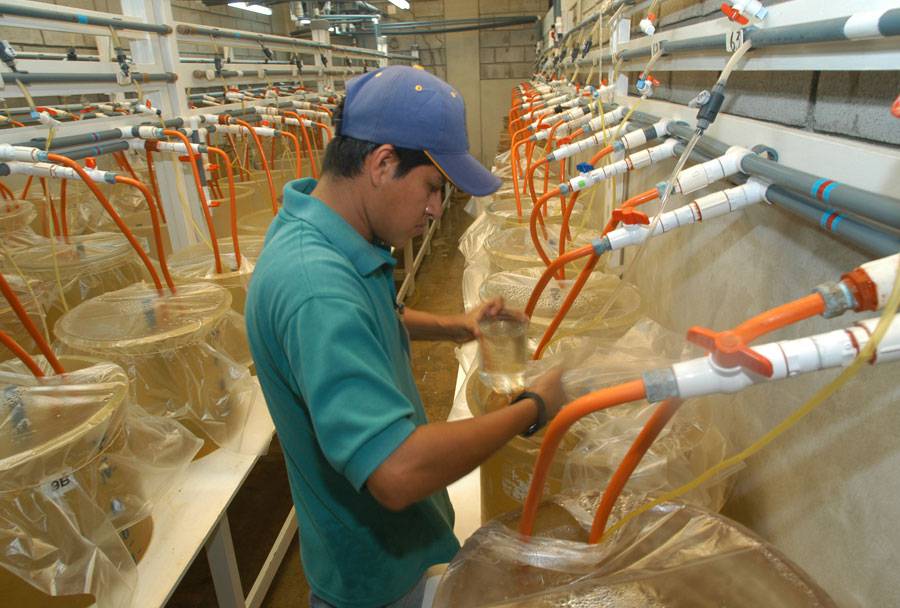 Laboratorio de larvas