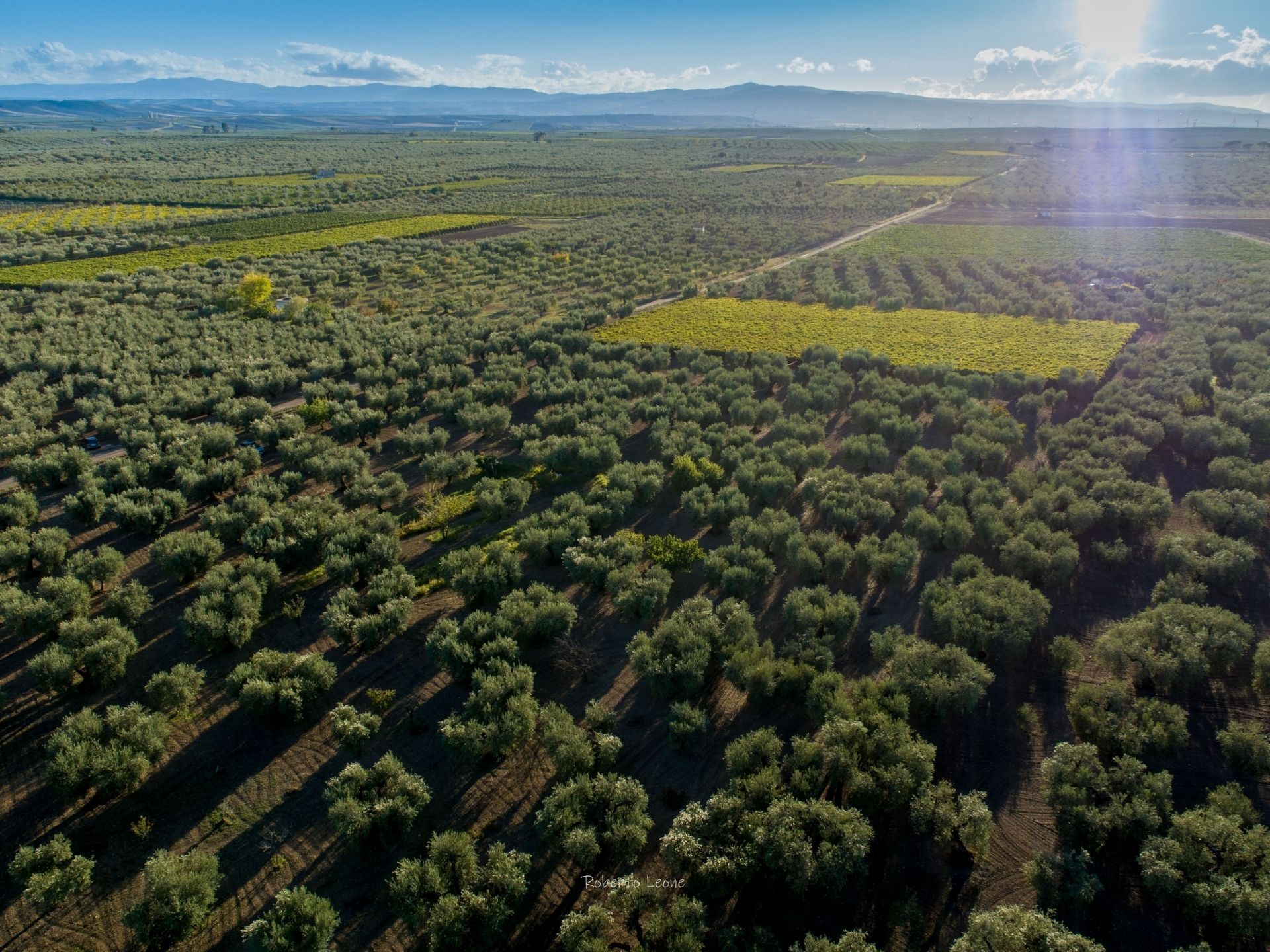 Azienda agricola Voglia di Puglia produce olio extravergine di oliva Peranzana DOP. Olio prodotto e imbottigliato in Puglia a Torremaggione in provincia di Foggia