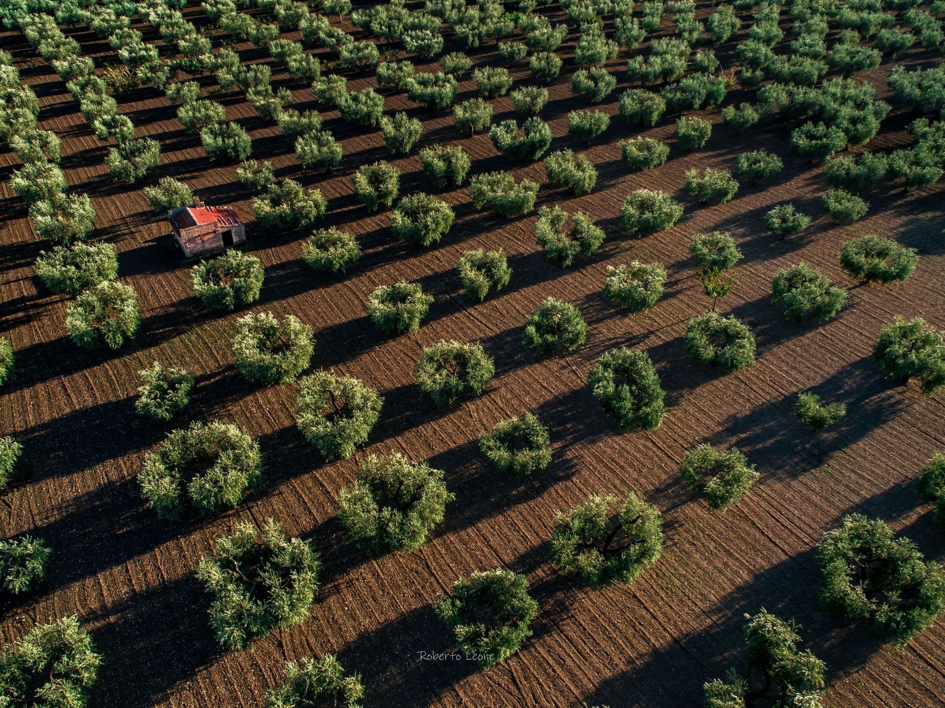 L’alimentazione dello sportivo deve essere varia ed equilibrata, al fine di soddisfare le esigenze energetiche determinate dall’intenso lavoro muscolare. La dieta mediterranea ricca di frutta, verdura, legumi, poca carne, pesce azzurro ed olio extravergine di oliva come principale fonte di grassi, rappresenta il modello alimentare ideale.
