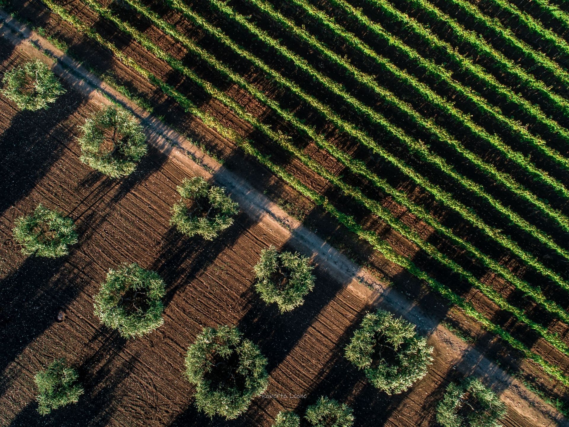 L'olio di oliva extravergine monocultivar di peranzara è il principale alimento nella dieta mediterranea, patrimonio dell'Unesco. L'olio di Peranzana Voglia di Puglia è presente nelle migliori tavole italiane
