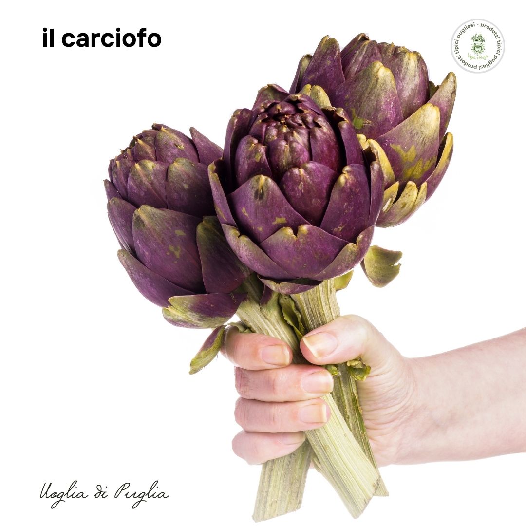 il carciofo miti in cucina voglia di puglia Cynara era una bellissima ninfa dell’isola di Zinari, aveva dei bellissimi occhi verdi con sfumature tendenti al viola a cui faceva da cornice una bellissima chioma color cenere;