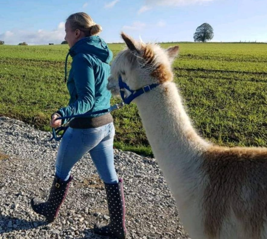 Mit einem Doppelklick auf das Bild gelangen Sie zur Ausberger-Alpaka-Farm.