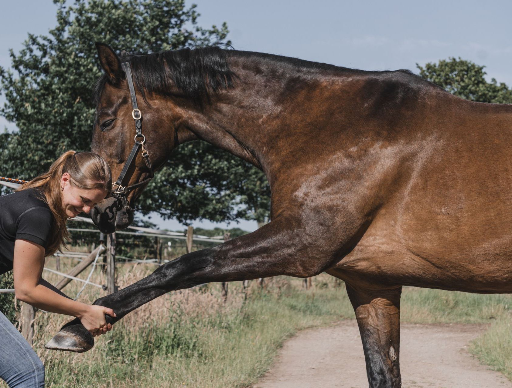 Osteopathie, Physiotherapie, Akupunktur, Dry Needling, Novafon, TENS, Dorntherapie für Pferde und Hunde, Pferdetherapie Linda Visser