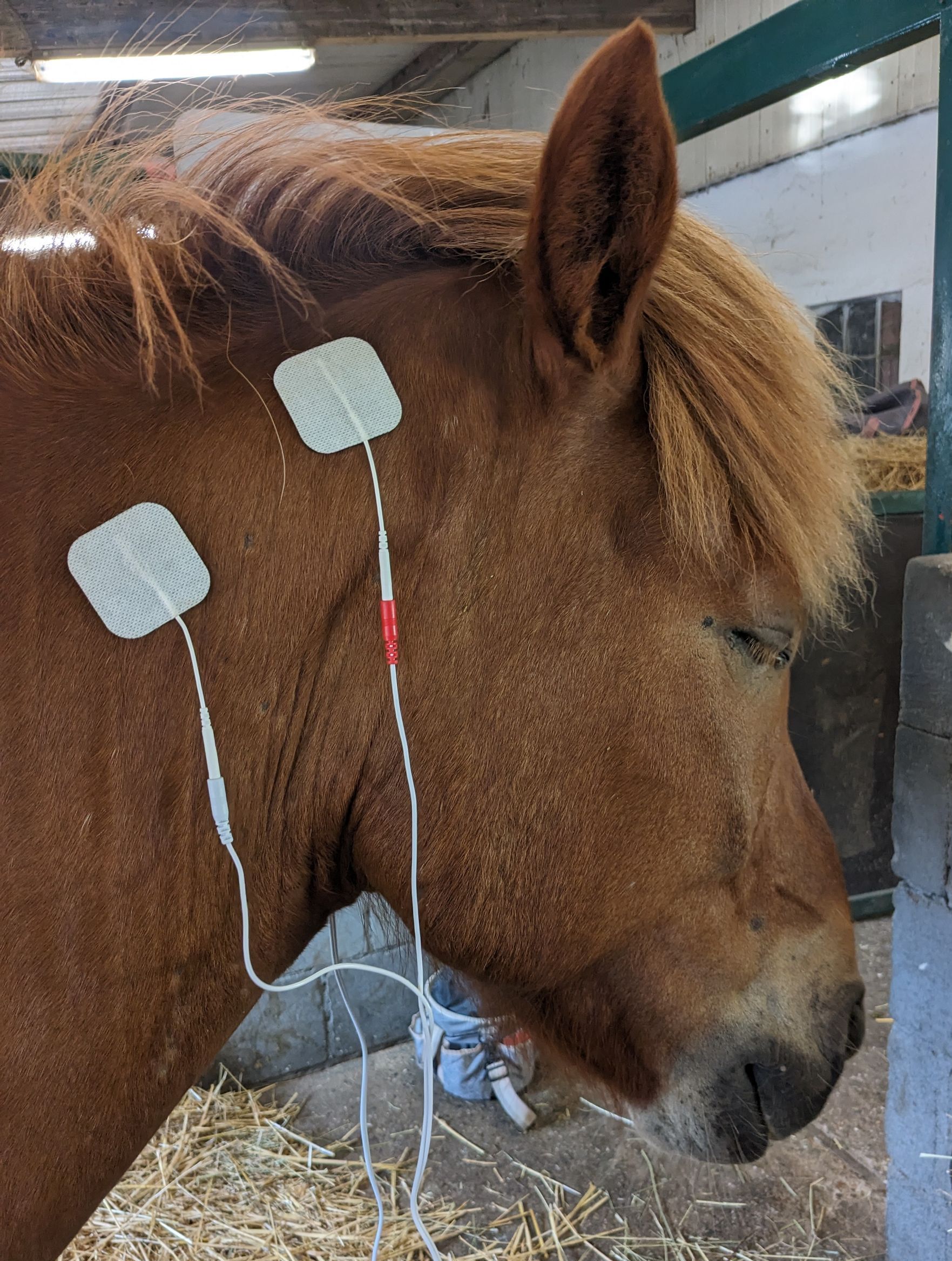 Osteopathie, Physiotherapie, Akupunktur, Dry Needling, Novafon, TENS, Dorntherapie für Pferde und Hunde, Pferdetherapie Linda Visser