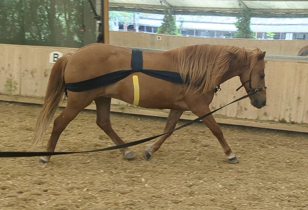 Trainingstherapie mit Körperbandagen und Trainingstapes für Pferde