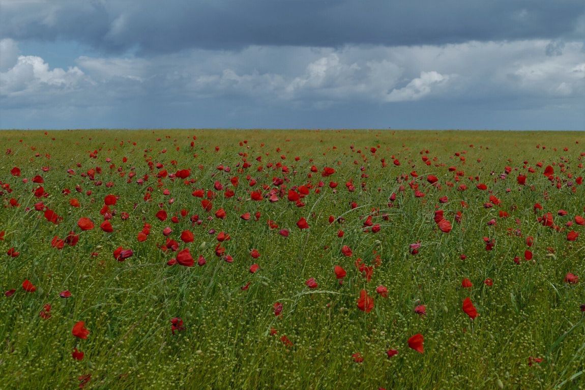Poppy field in Normandy