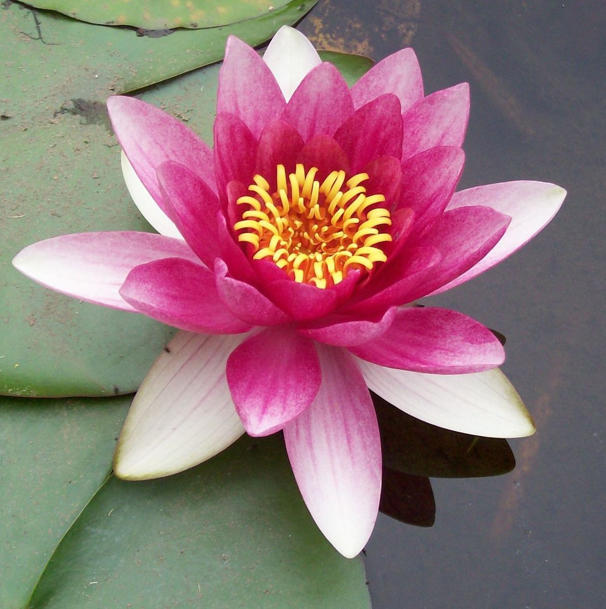 Yoga Terapi