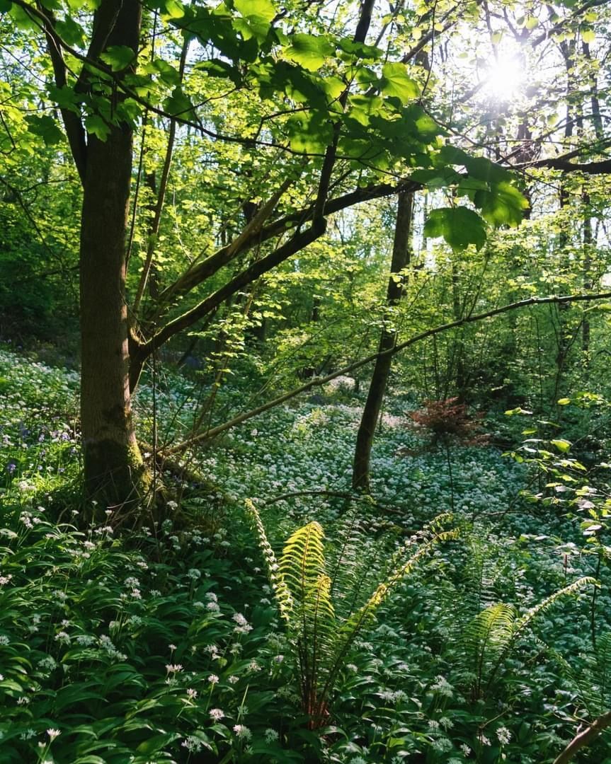 forest therapy in English woodland to improve mental health