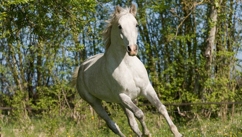 Equibio Arthrose Cheval Equibio Arthrose Cheval
