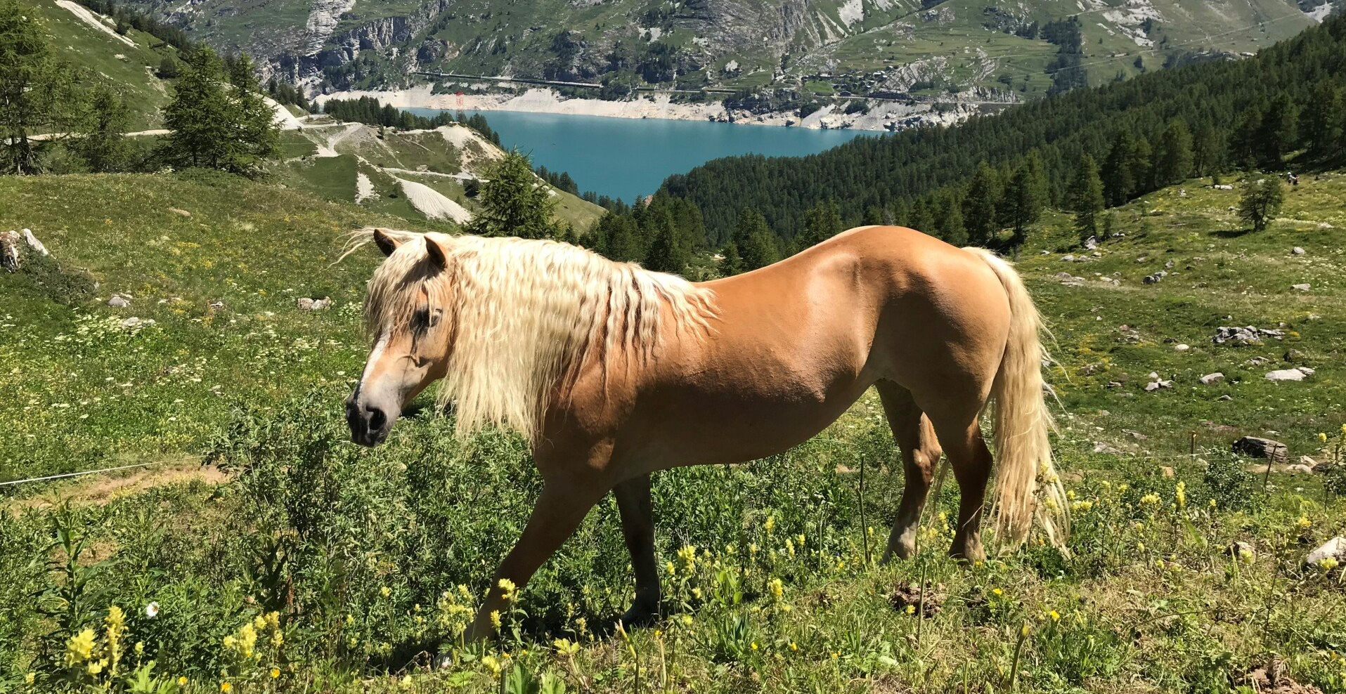 Dermite estivale Cheval
