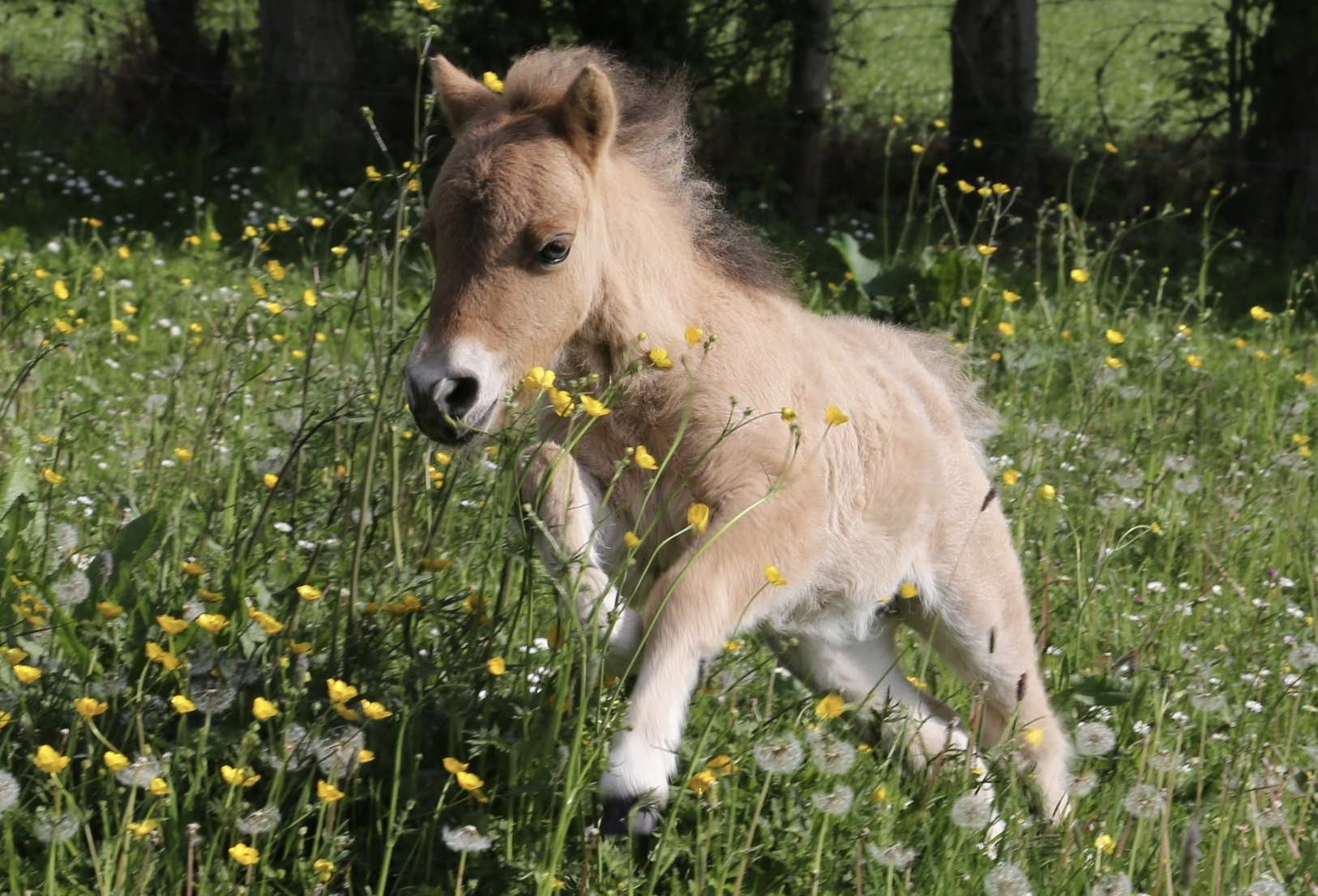 Equibio_Gale_de_boue_Cheval