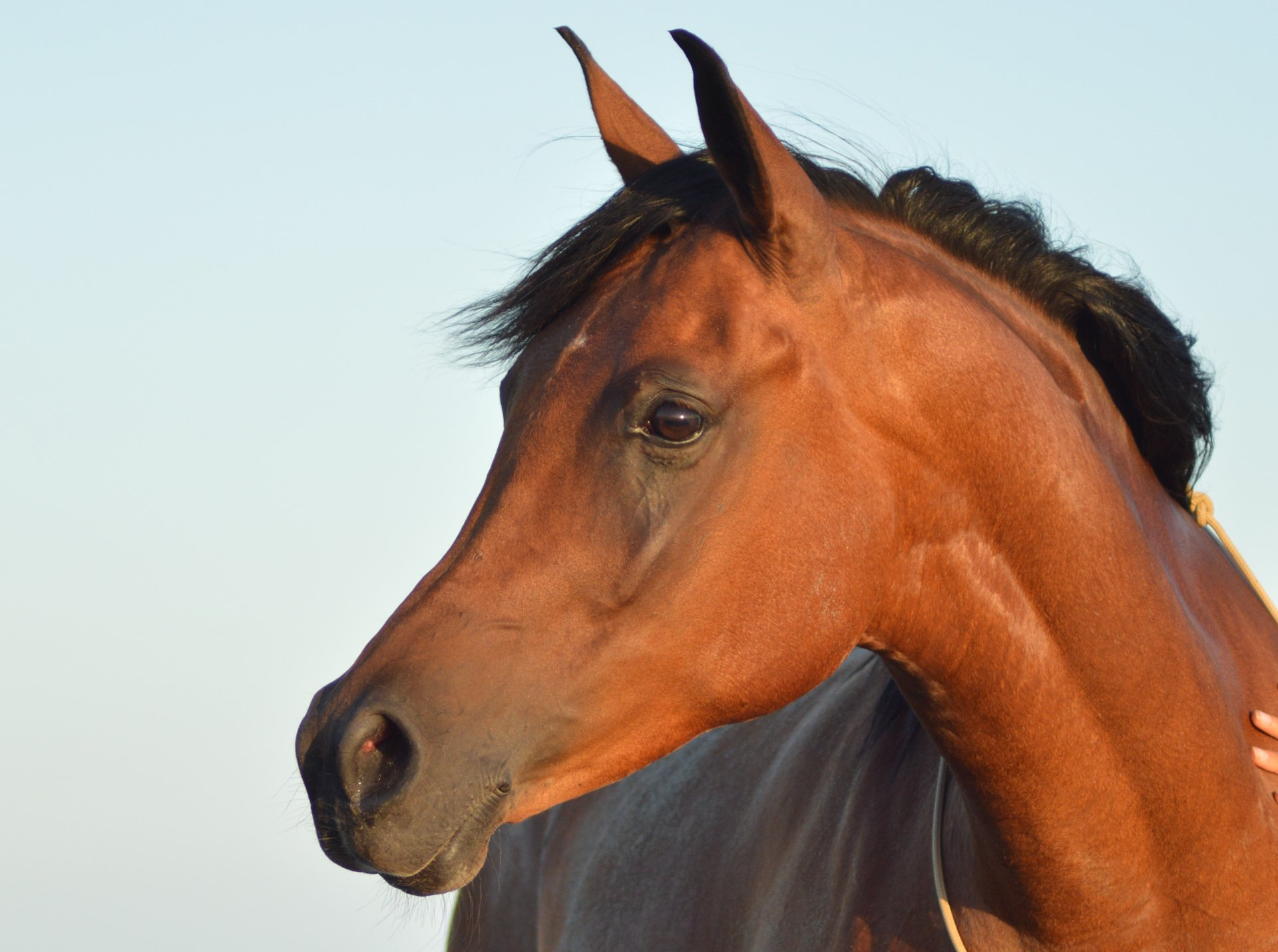 Equibio_Gonfle_Cheval