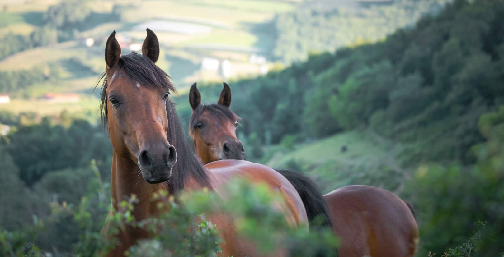 Equibio_Myoglobinurie Equibio_Myoglobinurie