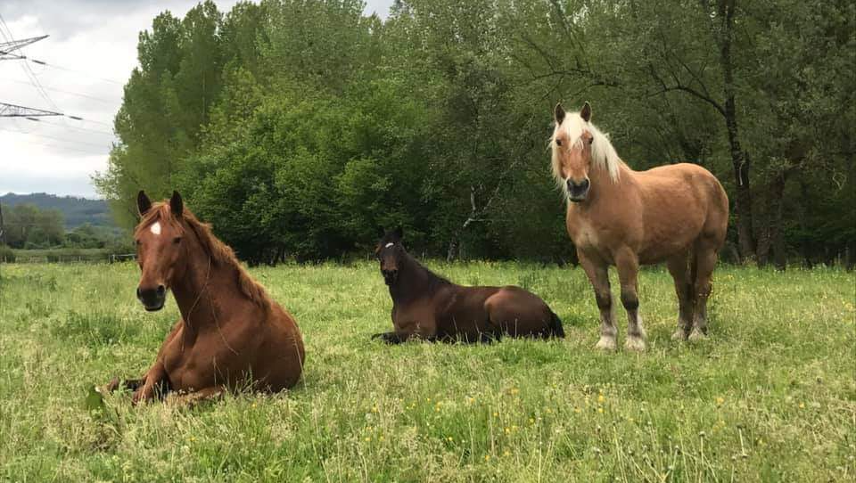 Les maladies du cheval Les maladies du cheval