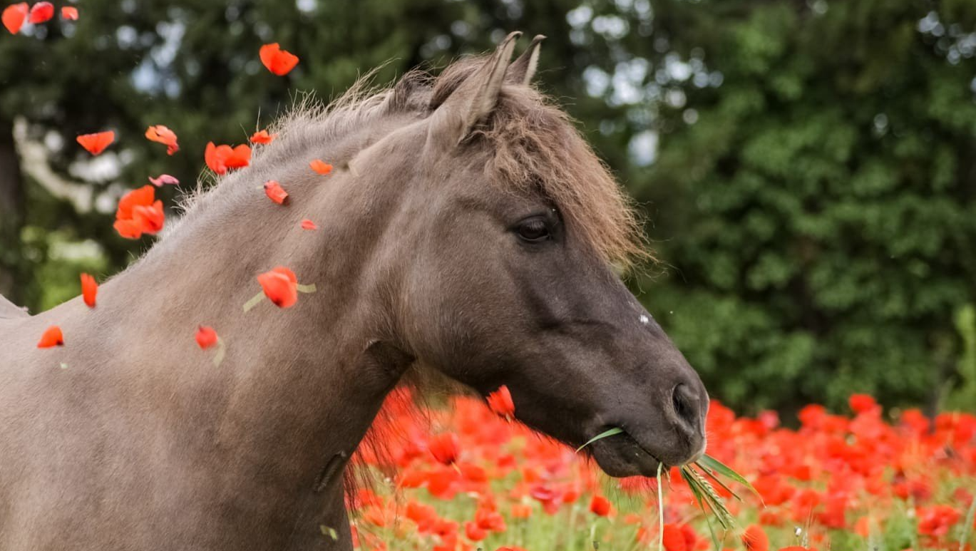 Equibio_plantes_pour_le_cheval Equibio_plantes_pour_le_cheval
