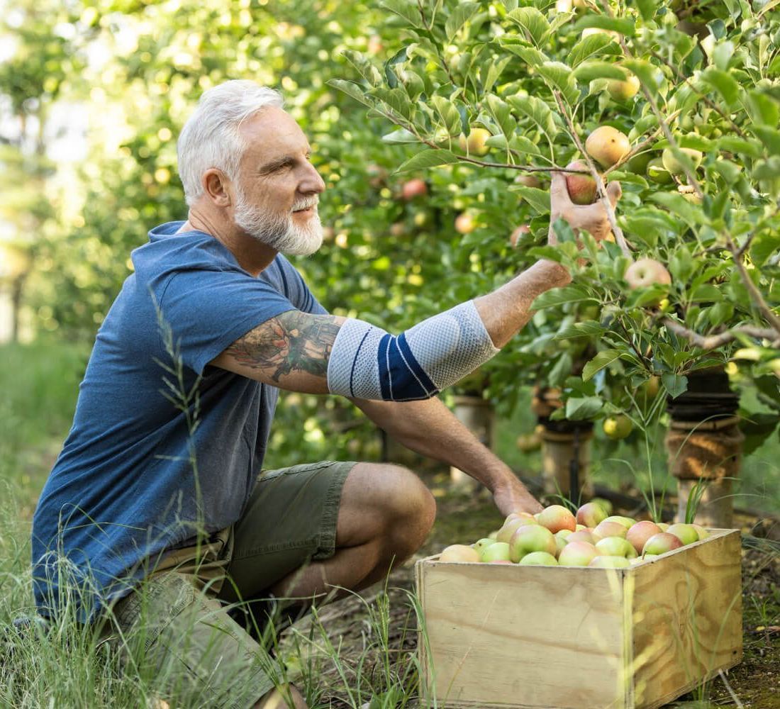 Foto von einem Mann, der mit einer Bandage am Ellenbogen Äpfel pflückt