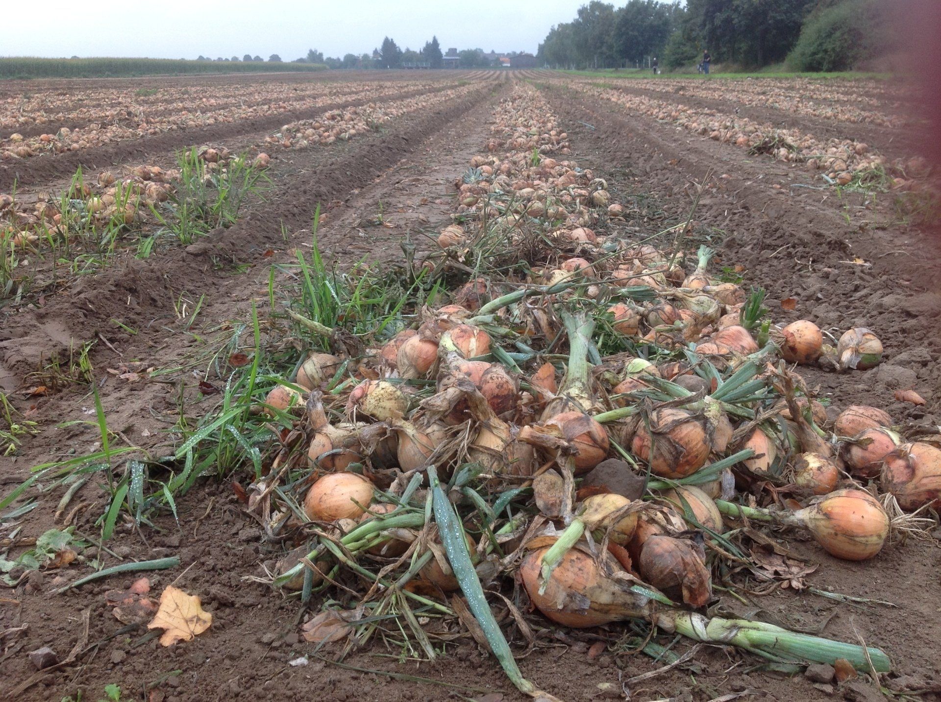 Zwiebelernte in Niedersachsen Nordkreis Peiner Land