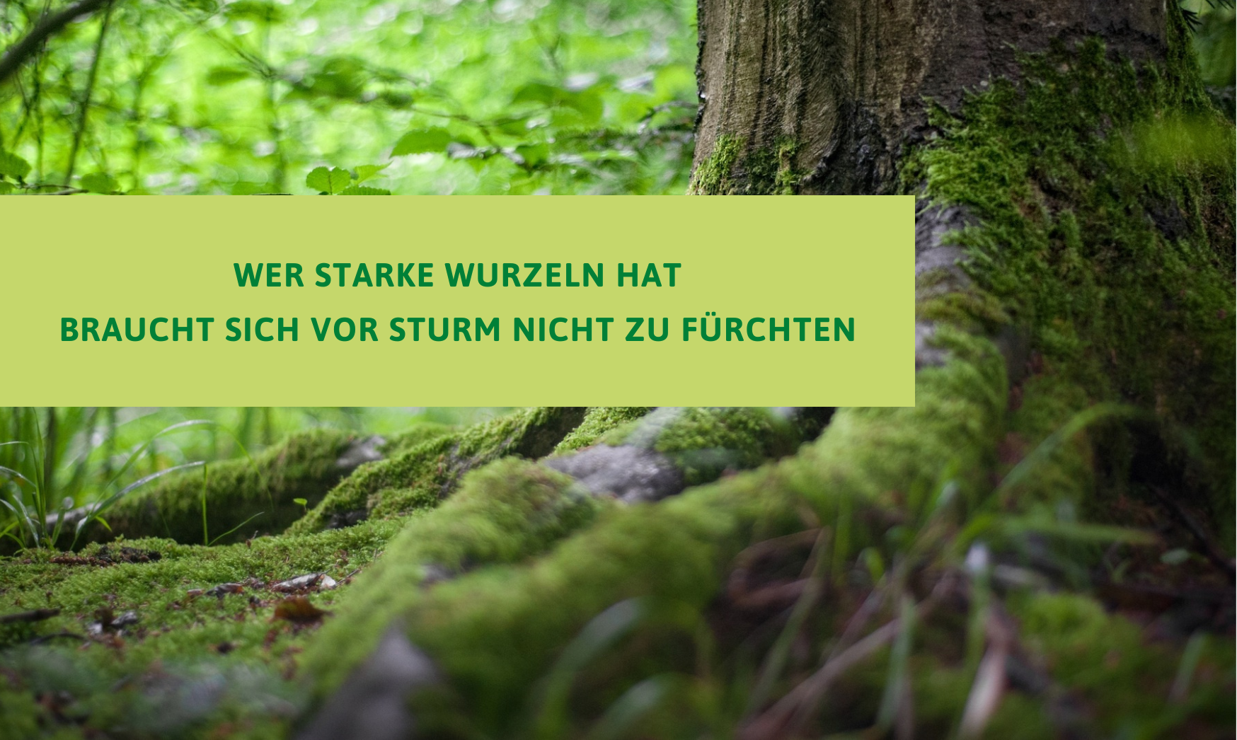 Starke Wurzeln eines Baumes Starke Wurzeln eines Baumes