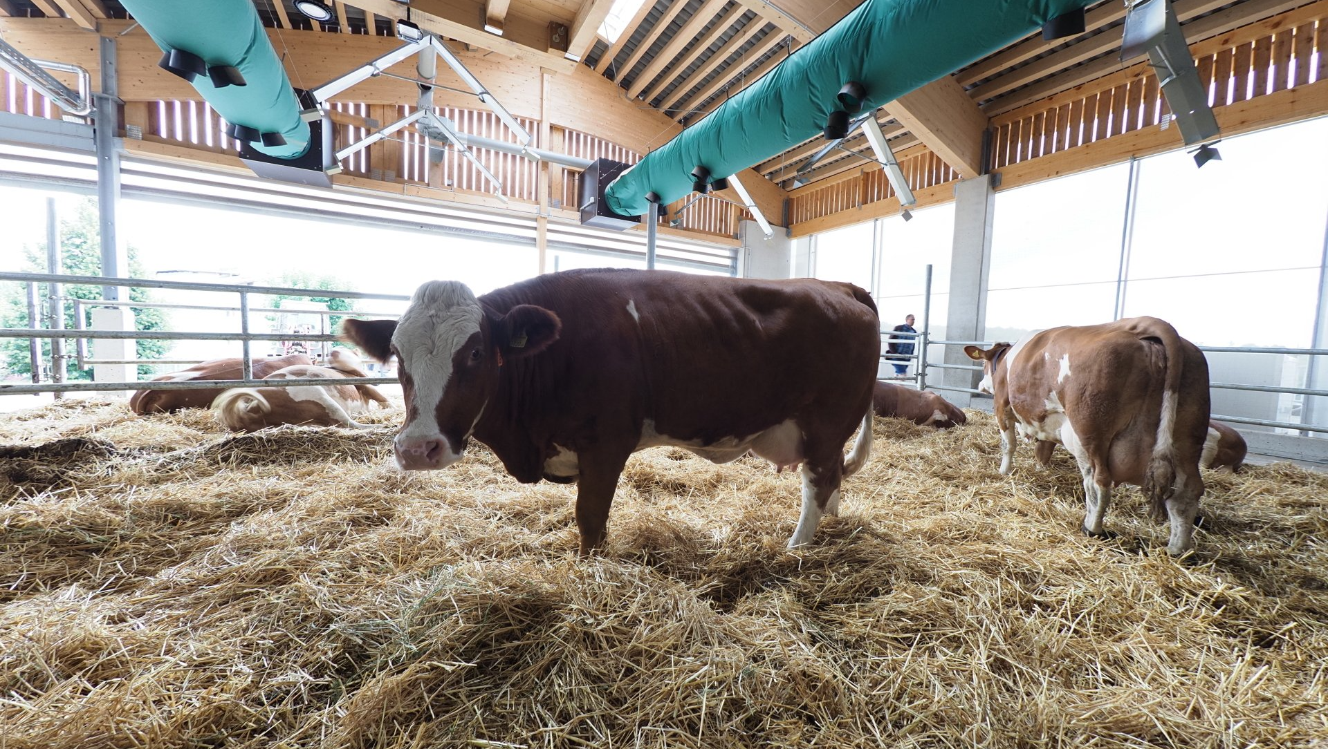 Investitionen Lebenszyklus Stallbau