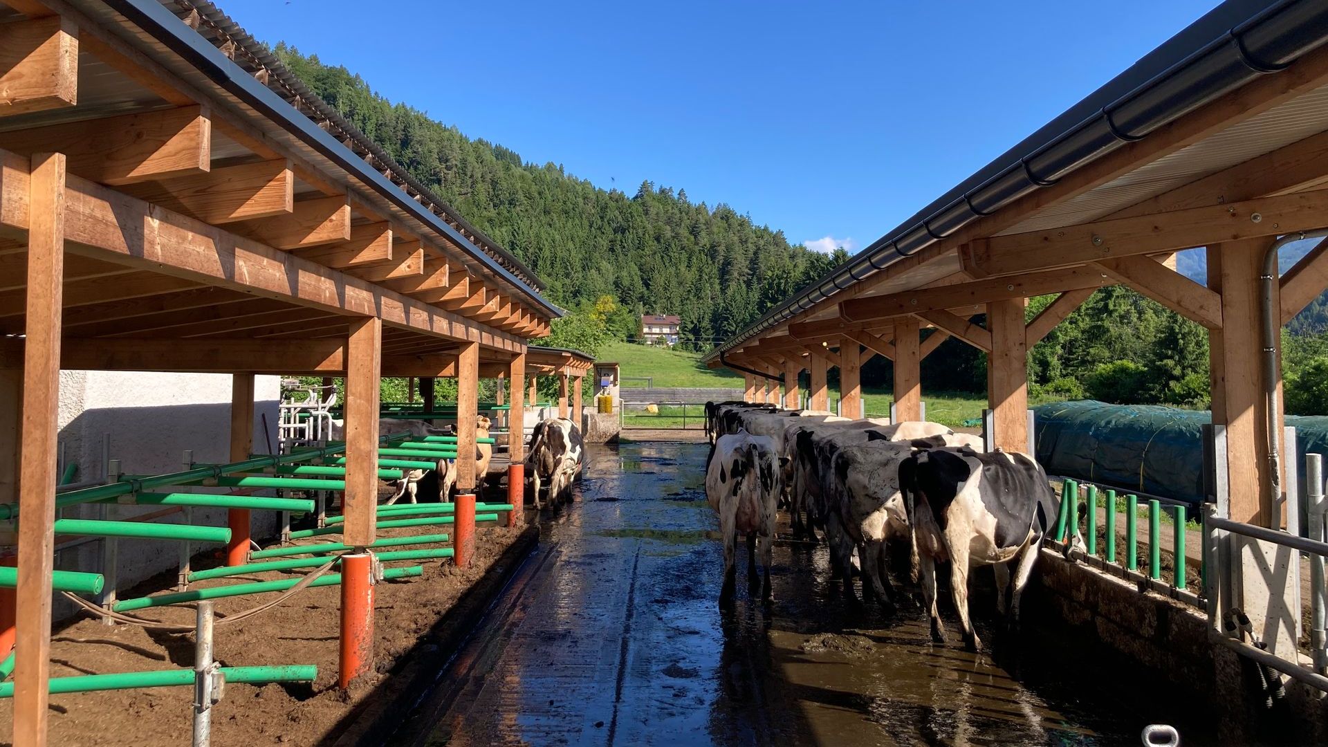 Neubau Rinderlaufstall für 26 Rinder Beim Neubau des Rinderlaufstalls für 26 Rinder wurde der Platz perfekt genutzt und der Stall sehr gut in das Gelände intigriert.