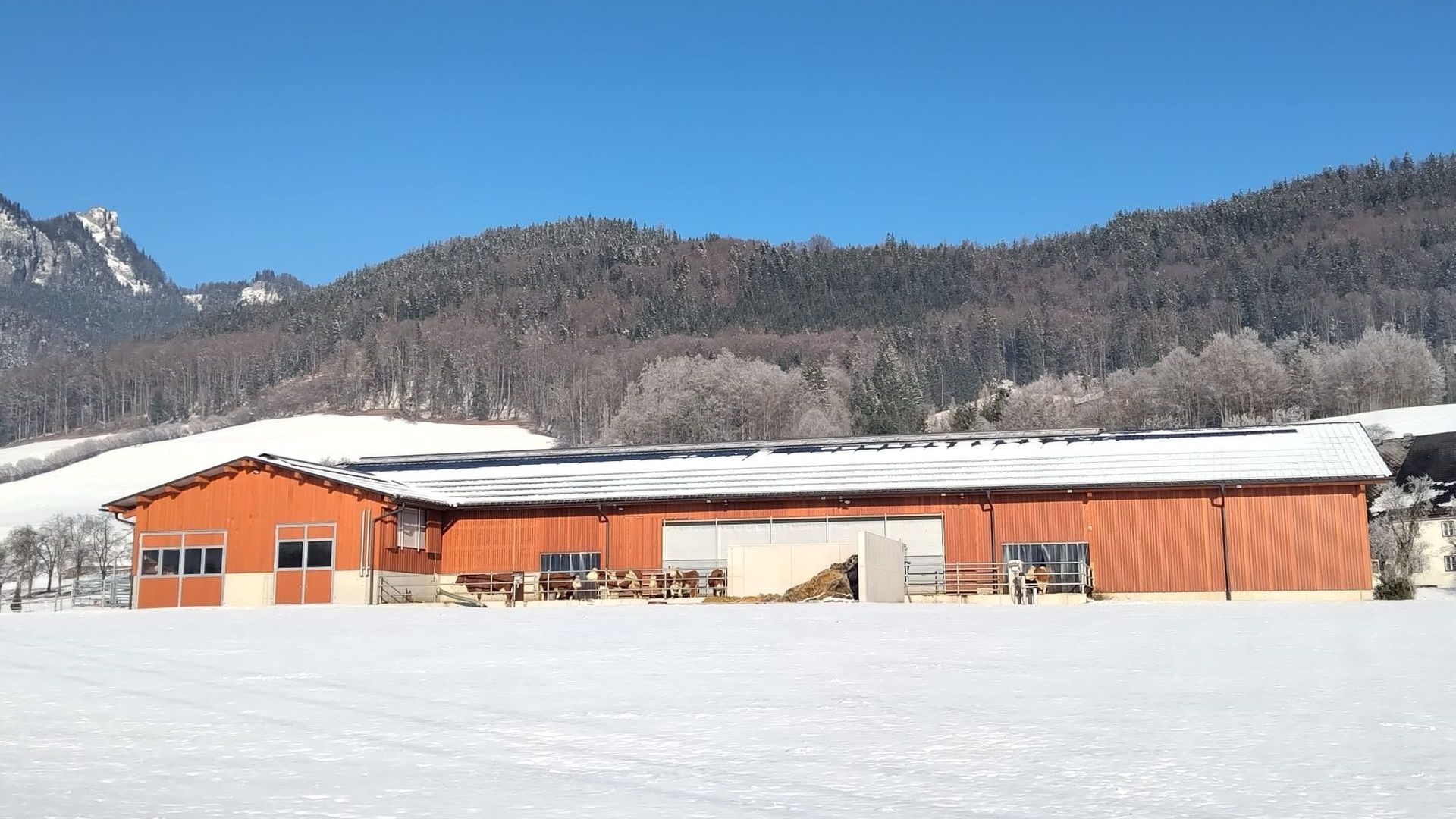 Neubau Rinderlaufstall für 26 Rinder Beim Neubau des Rinderlaufstalls für 26 Rinder wurde der Platz perfekt genutzt und der Stall sehr gut in das Gelände intigriert.