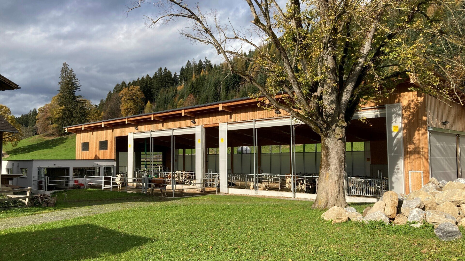 Neubau Rinderlaufstall für 26 Rinder Beim Neubau des Rinderlaufstalls für 26 Rinder wurde der Platz perfekt genutzt und der Stall sehr gut in das Gelände intigriert.