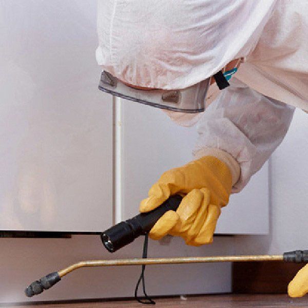 a2 seguros - allianz - las cinco plagas más comunes en los hogares a2 seguros - allianz - las cinco plagas más comunes en los hogares