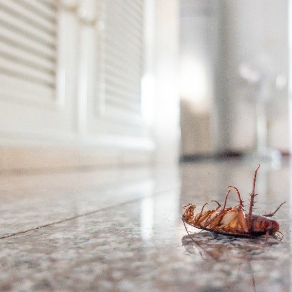 a2 seguros - allianz - las cinco plagas más comunes en los hogares a2 seguros - allianz - las cinco plagas más comunes en los hogares