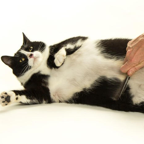 British cat combs