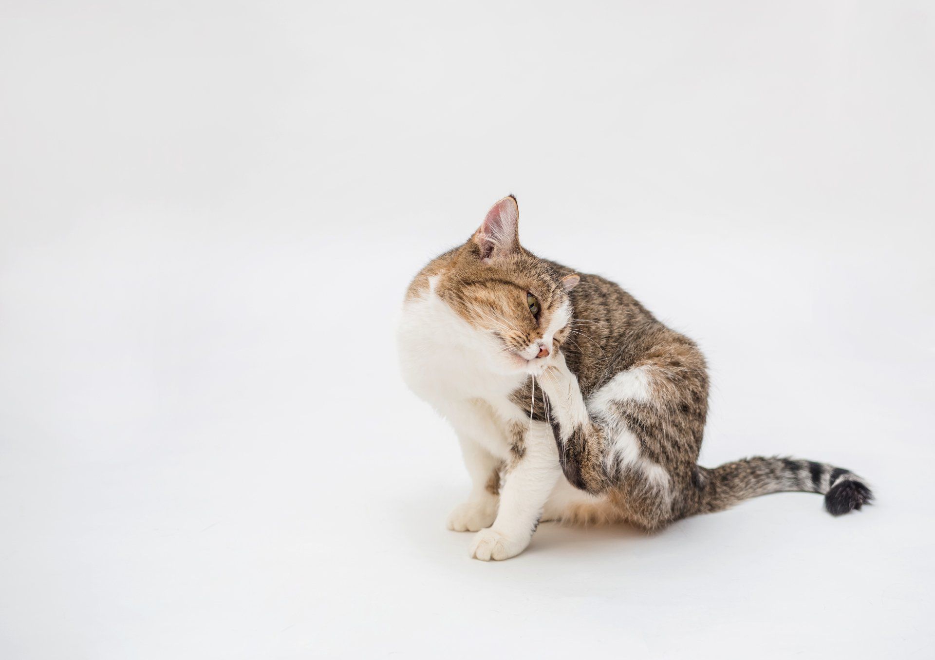 Best comb for cat fleas